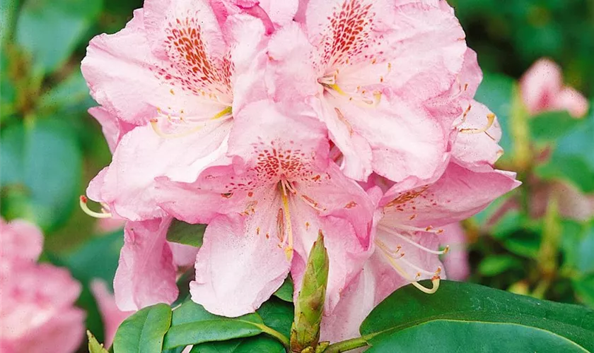 Rhododendron 'Celeste'