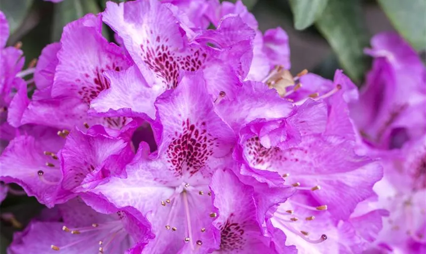 Rhododendron 'Obergärtner Karl Baumann'