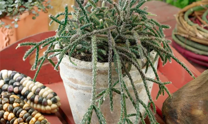 Rhipsalis pilocarpa 'Coral Passion'