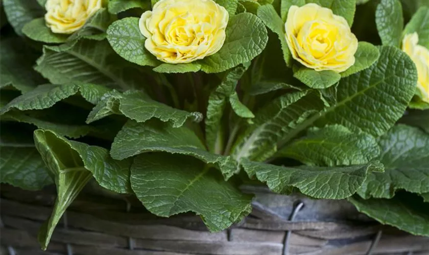 Primula vulgaris 'Sunshine Susie'