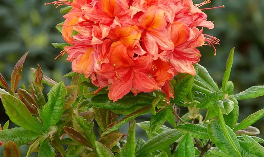 Sommergrüne Azalee 'Bouquet de Flore'