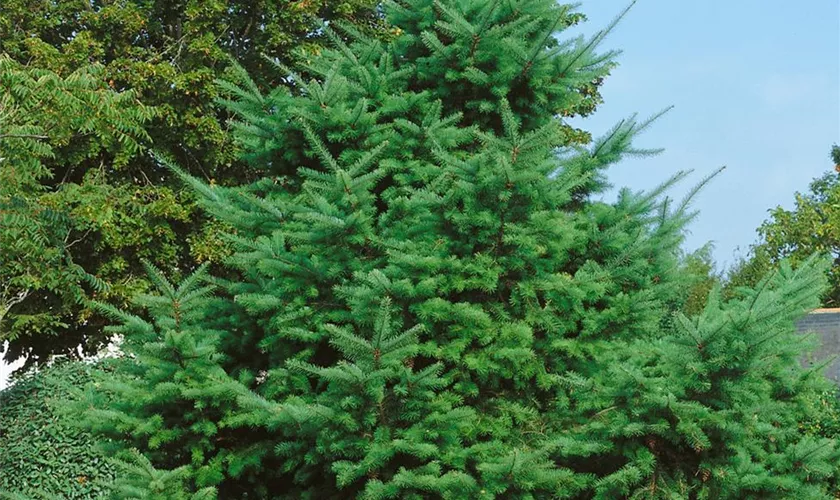 Pseudotsuga menziesii 'Viridis'