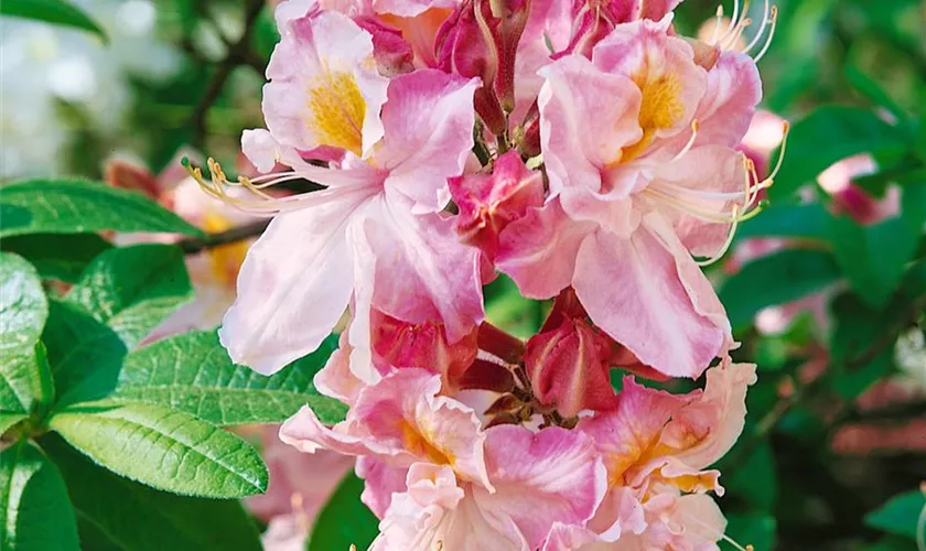 Rhododendron luteum 'Cecile'