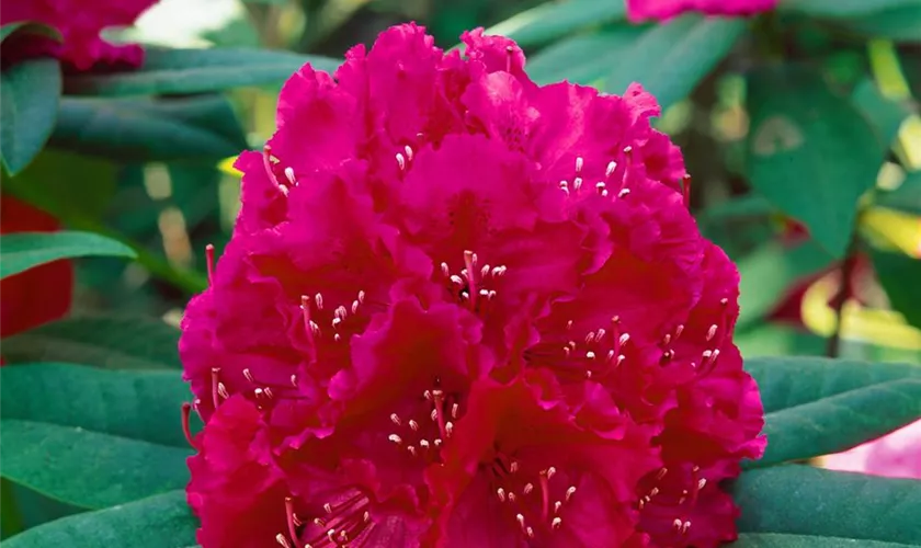 Rhododendron 'Dorothy Amateis'