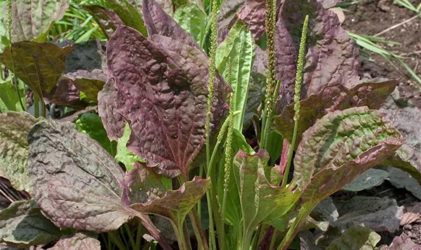 Plantago major 'Atropurpurea'