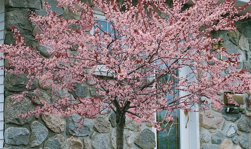 Traubenkirsche 'Colorata'