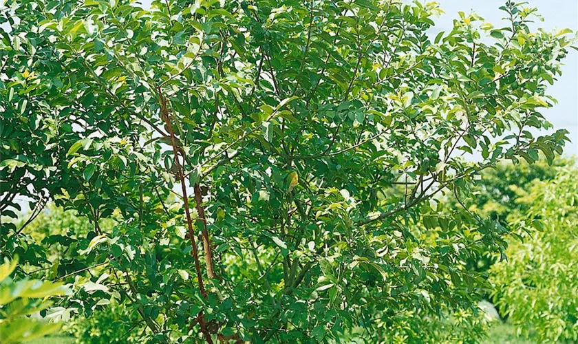 Psidium myrtoides