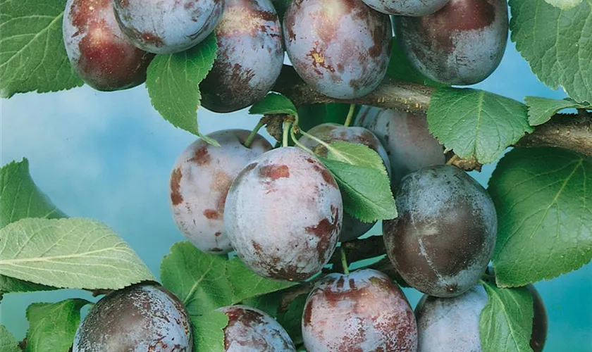 Prunus domestica 'Geisenheimer Topfirst'