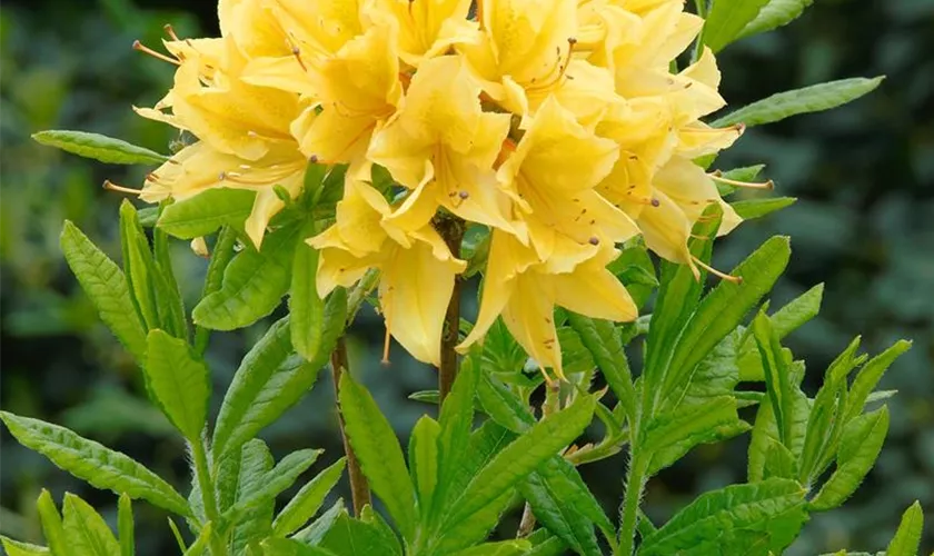 Rhododendron luteum 'Cheerful Giant'