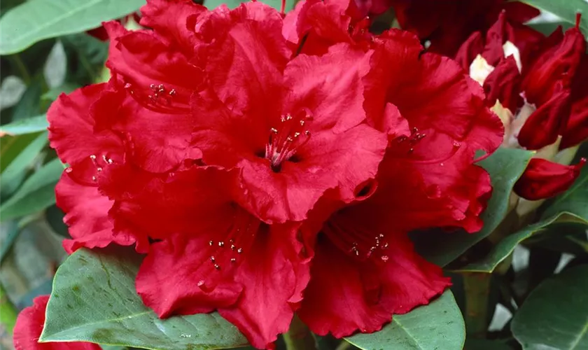 Rhododendron 'Double Besse'