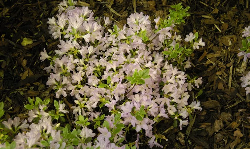 Rhododendron obtusum 'Agger'