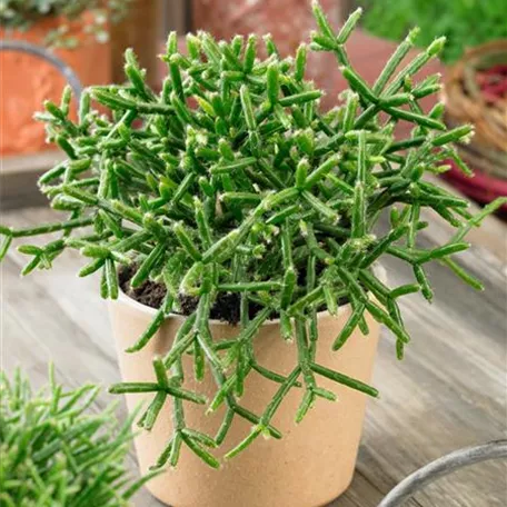 Rhipsalis ewaldiana 'Easy Diana'