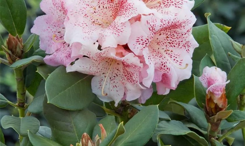 Rhododendron 'Double Dots'®