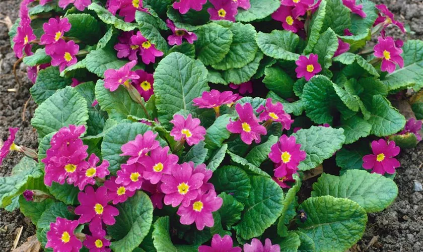 Primula x pruhoniciana 'Perle von Bottrop'