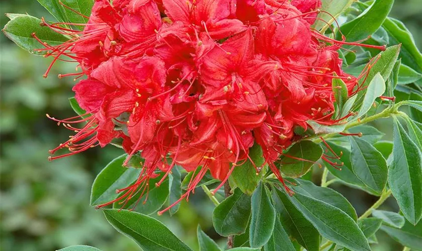 Rhododendron luteum 'Doloroso'