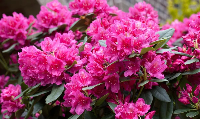 Rhododendron-Hybride 'Dr.H.C.Dresselhuys'