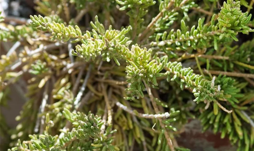 Rhipsalis mesembryanthemoides 'Coral Treasure'