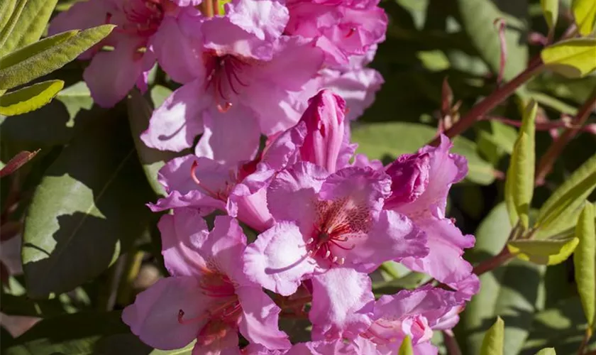 Rhododendron 'Duke of York'