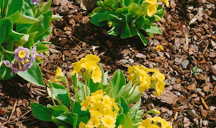 Primula x pubescens 'Exhibition Yellow'