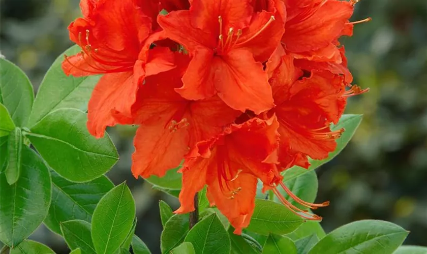 Rhododendron luteum 'Fanal'