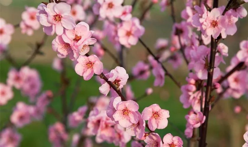 Zierpfirsich 'Orangenrot'