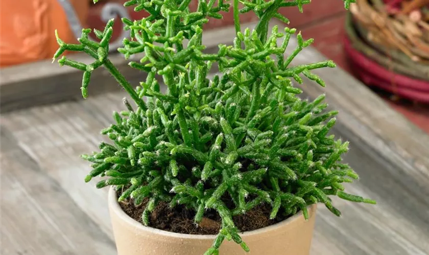 Rhipsalis cereuscula