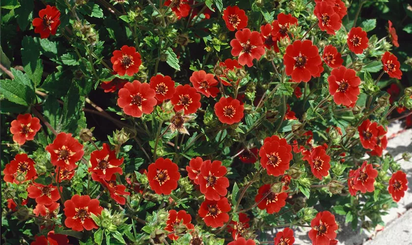 Blutrotes Fingerkraut 'Gibson´s Scarlet'