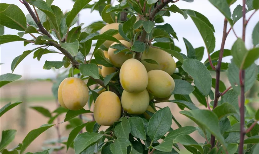 Prunus domestica 'Mirakosa'®