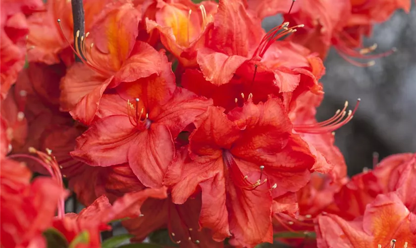 Rhododendron luteum 'Fireglow'