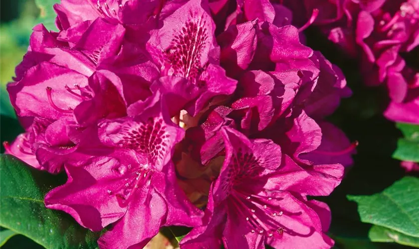 Rhododendron-Hybride 'Edith Bosley'