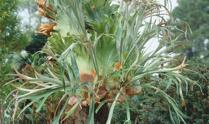 Platycerium veitchii