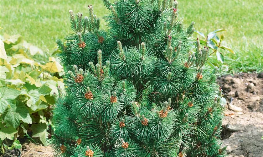 Berg-Kiefer 'Columnaris'