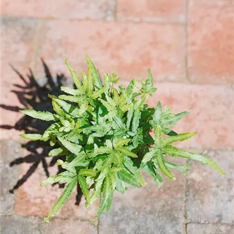 Pteris cretica 'Mayii'