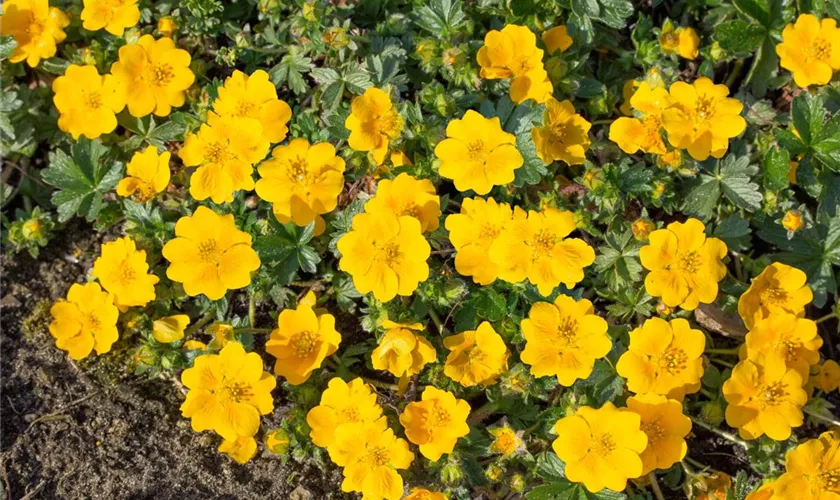 Potentilla aurea 'Goldklumpen'