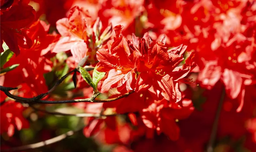 Rhododendron luteum 'Fireball'