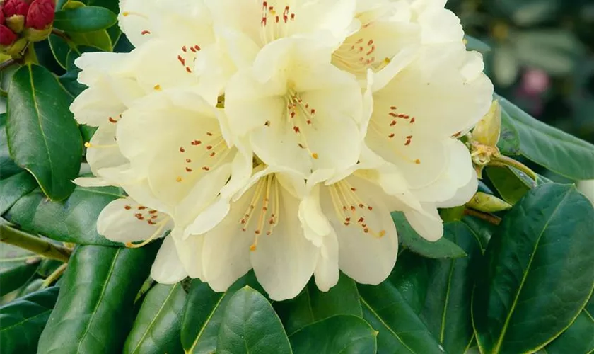 Rhododendron 'Marsalla'