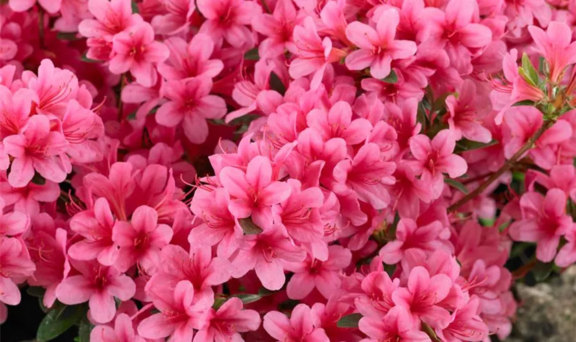 Rhododendron obtusum 'Prudence'