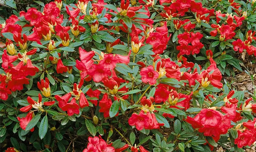 Rhododendron 'Elizabeth'