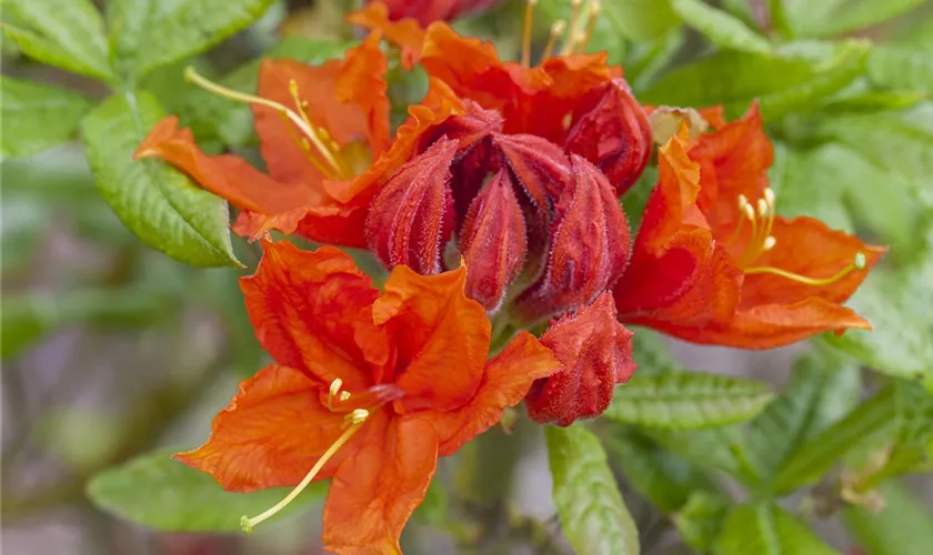 Rhododendron luteum 'Gemini'