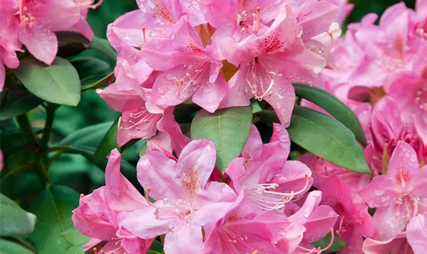 Rhododendron 'English Roseum'