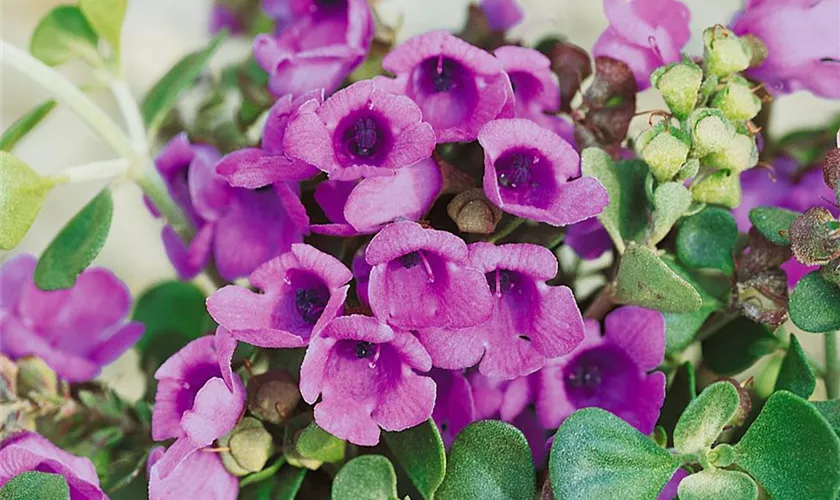 Prostanthera rotundifolia