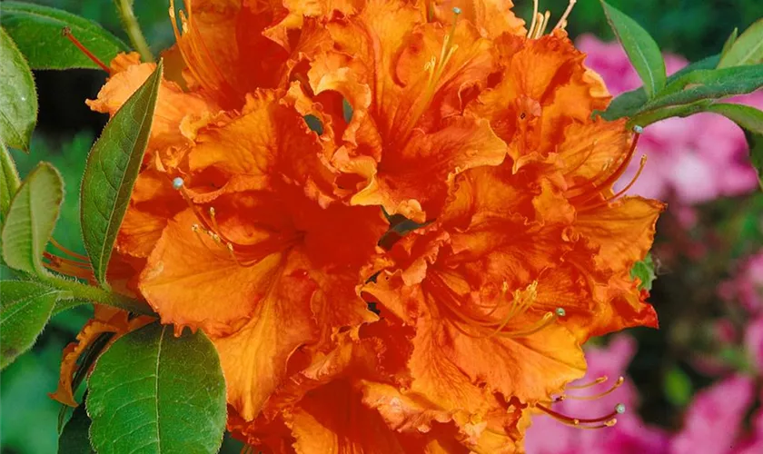 Rhododendron luteum 'Gibraltar'