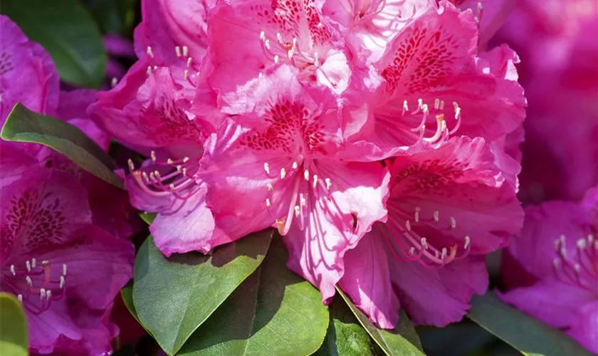 Rhododendron-Hybride 'Erich Herrmann'