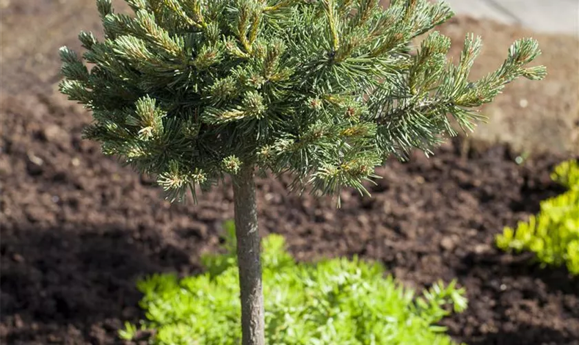 Pinus mugo 'Mini Mops'