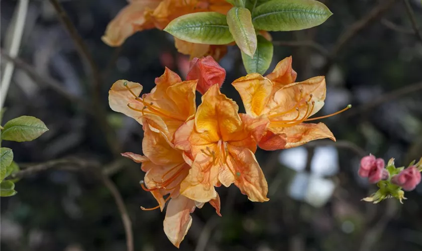 Sommergrüne Azalee