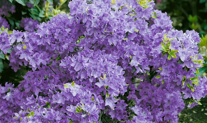 Rhododendron obtusum 'Blue Danube'