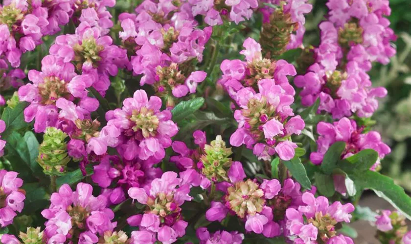 Prunella grandiflora 'Carminea'