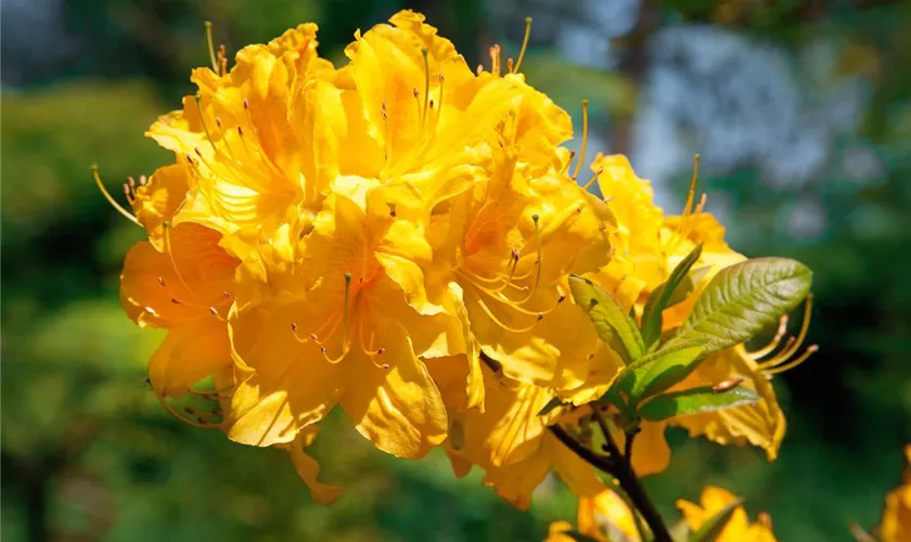 Rhododendron luteum 'Golden Sunset'