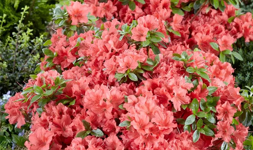 Rhododendron obtusum 'Brilliant Crimson'