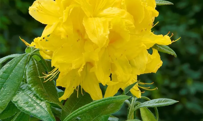 Rhododendron luteum 'Goldstück'